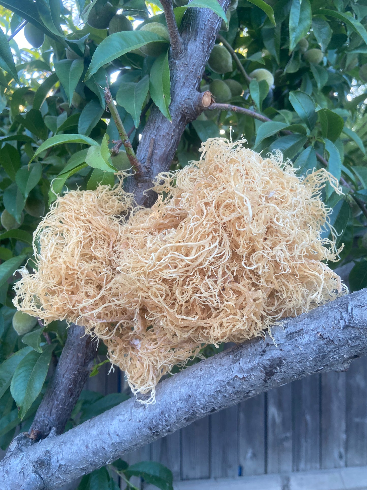 Golden Raw Sea Moss